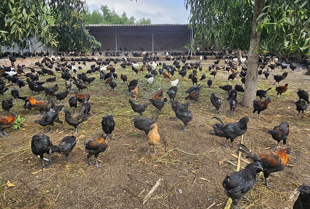 Bình Định: Mô hình du lịch canh nông thu hút khách du lịch Bình Định: Mô hình du lịch canh nông thu hút khách du lịch