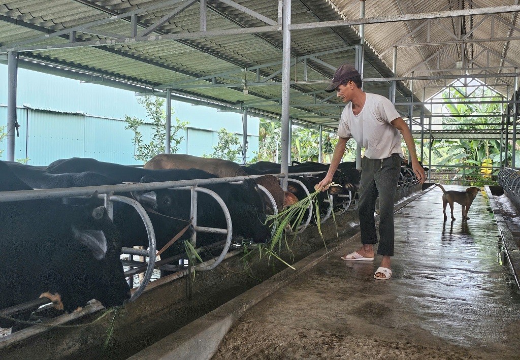 Bình Định: Mô hình du lịch canh nông thu hút khách du lịch Bình Định: Mô hình du lịch canh nông thu hút khách du lịch