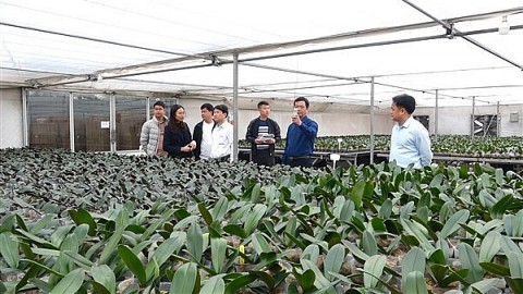 gia lam 250 dai bieu dai dien cho cac ho nong dan tham gia dien dan nhip cau nha nong