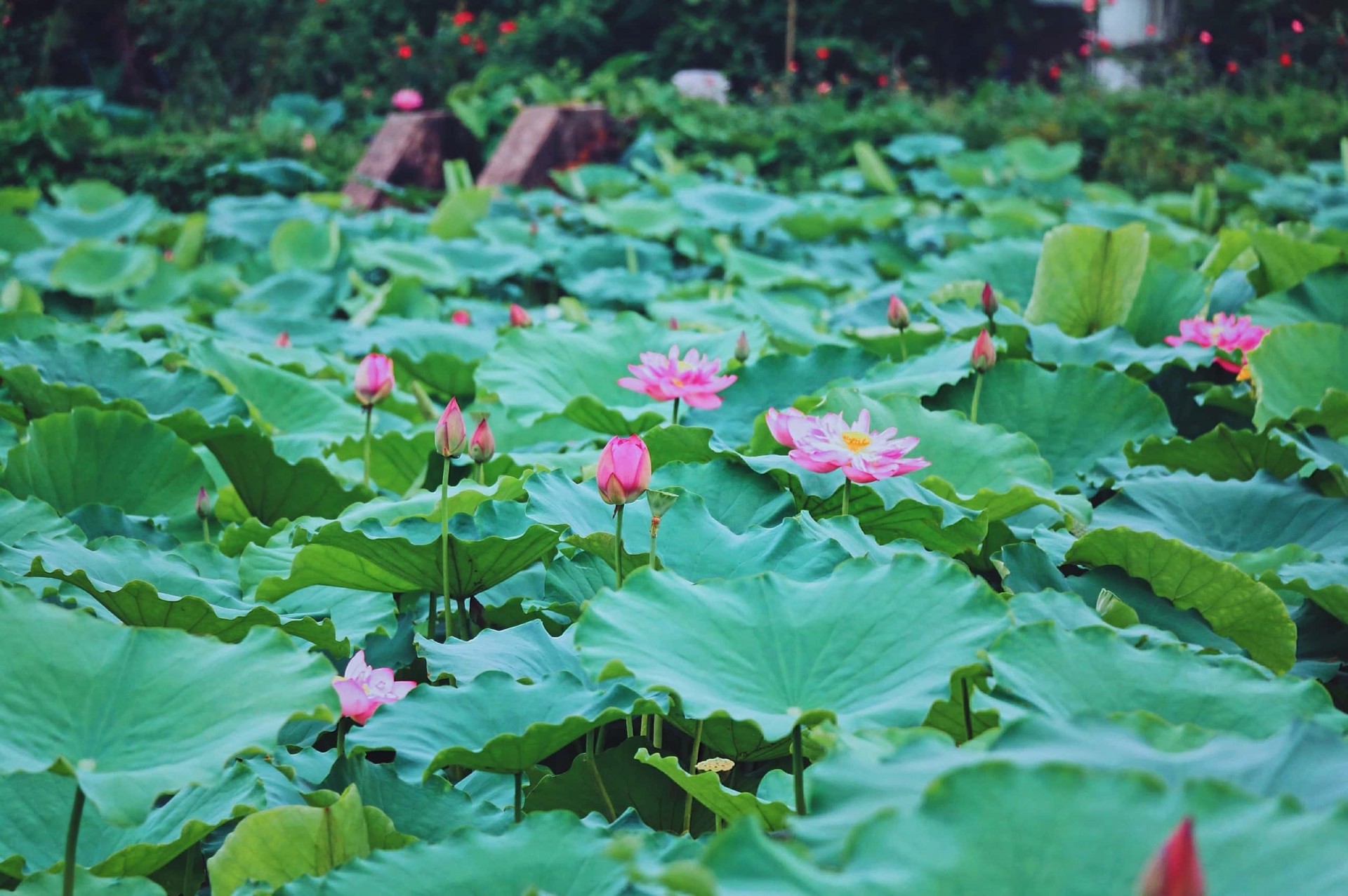 Khuyến nông Hà Nội triển khai nhiều mô hình trồng trọt hiệu quả