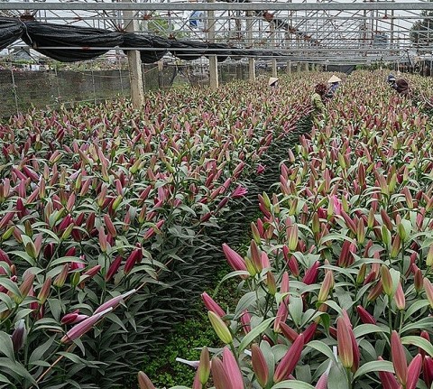 tich cuc trien khai cac chuong trinh ho tro phat trien nong nghiep