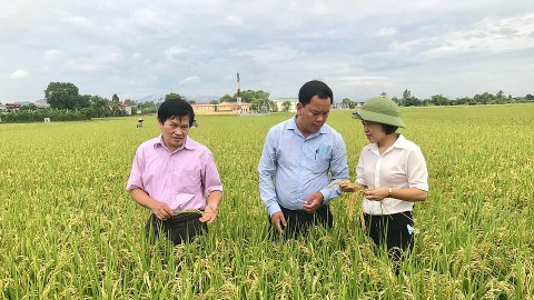 gia tri kinh te va moi truong khi san xuat lua theo huong an toan