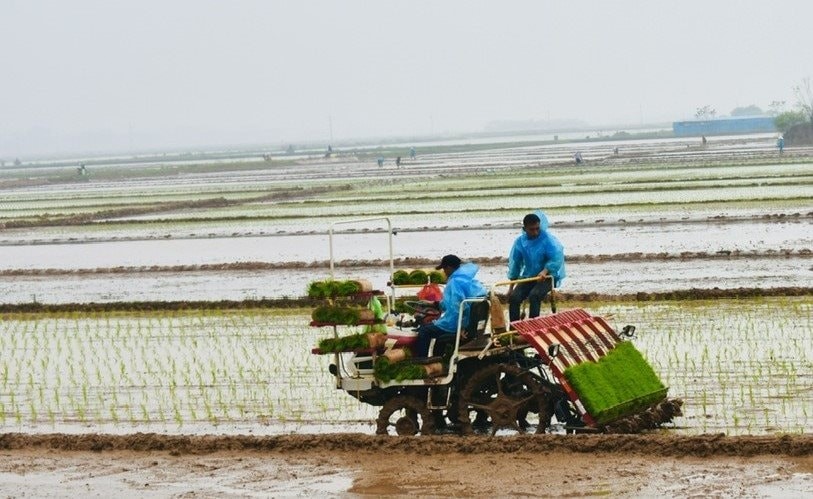 Giá trị kinh tế và môi trường khi sản xuất lúa theo hướng an toàn Giá trị kinh tế và môi trường khi sản xuất lúa theo hướng an toàn