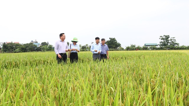 Giá trị kinh tế và môi trường khi sản xuất lúa theo hướng an toàn Giá trị kinh tế và môi trường khi sản xuất lúa theo hướng an toàn