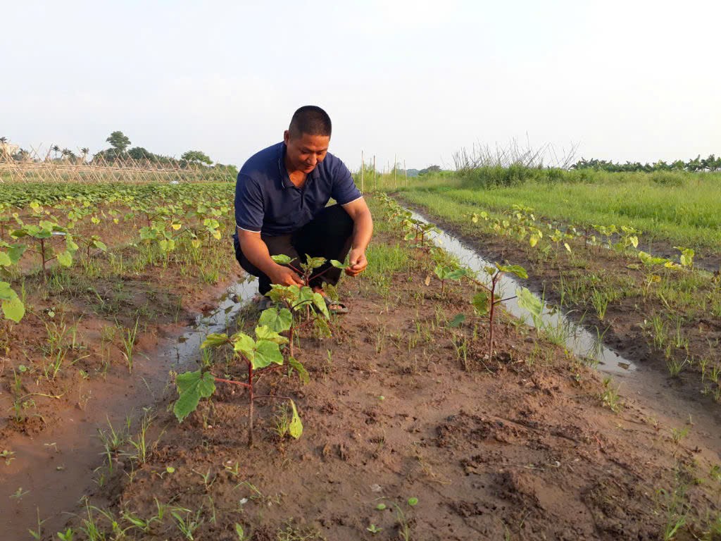 Phát triển sản phẩm an toàn từ mô hình trồng rau theo hướng hữu cơ