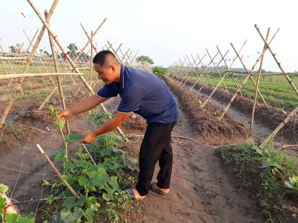 Phát triển sản phẩm an toàn từ mô hình trồng rau theo hướng hữu cơ