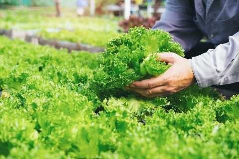 Phát triển sản phẩm an toàn từ mô hình trồng rau theo hướng hữu cơ