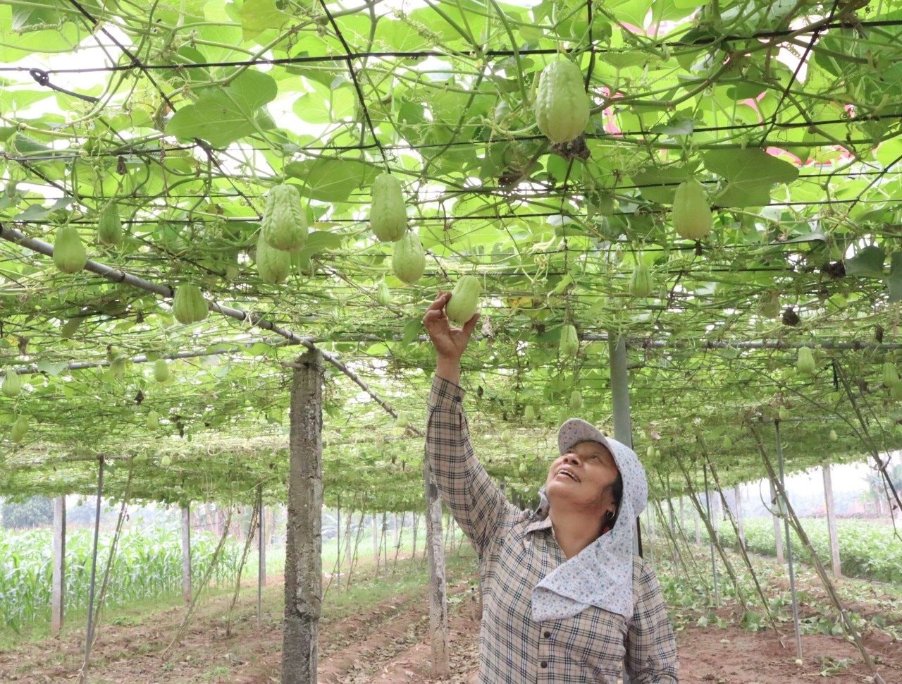 Huyện Phúc Thọ triển khai đề án tái cơ cấu nông nghiệp cuối năm 2024 Huyện Phúc Thọ triển khai đề án tái cơ cấu nông nghiệp cuối năm 2024