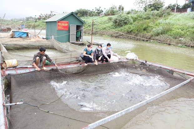 Hiệu quả từ những mô hình nông nghiệp tại Ba Vì Hiệu quả từ những mô hình nông nghiệp tại Ba Vì