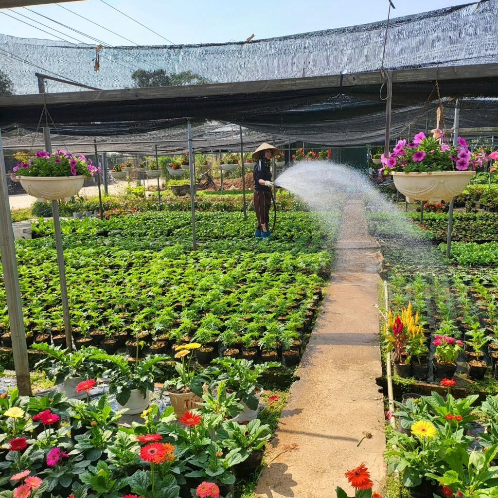 Huyện Phúc Thọ triển khai đề án tái cơ cấu nông nghiệp cuối năm 2024 Huyện Phúc Thọ triển khai đề án tái cơ cấu nông nghiệp cuối năm 2024