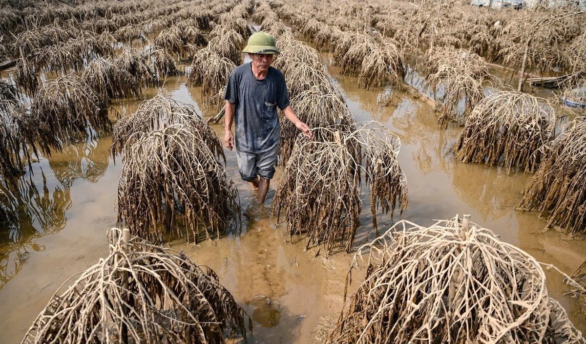 Khuyến nông Hà Nội: Hỗ trợ kịp thời để khôi phục sản xuất cho nông dân Khuyến nông Hà Nội: Hỗ trợ kịp thời để khôi phục sản xuất cho nông dân