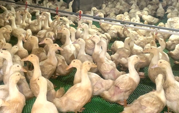 Nuôi vịt công nghệ cao trong môi trường chuồng lạnh khép kín mang lại hiệu quả kinh tế vượt trội. Ảnh: Việt Khánh Nuôi vịt công nghệ cao trong môi trường chuồng lạnh khép kín mang lại hiệu quả kinh tế vượt trội. Ảnh: Việt Khánh