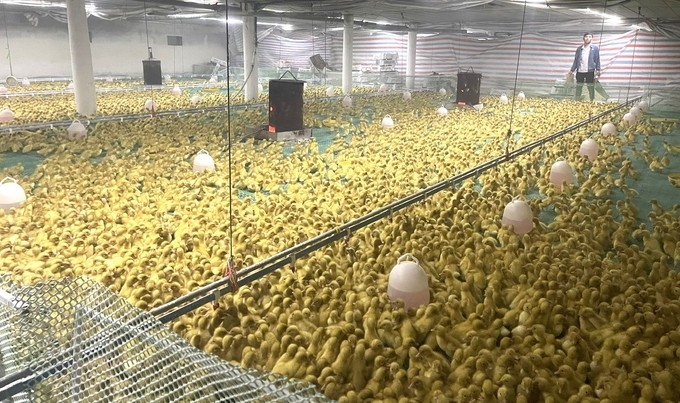 Mỗi năm trang trại của anh Tuyển lãi ròng 600 triệu đồng từ nuôi vịt công nghệ cao. Ảnh: Việt Khánh. Mỗi năm trang trại của anh Tuyển lãi ròng 600 triệu đồng từ nuôi vịt công nghệ cao. Ảnh: Việt Khánh.