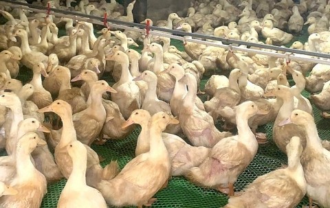 Hiệu quả kinh tế từ mô hình nuôi vịt công nghệ cao
