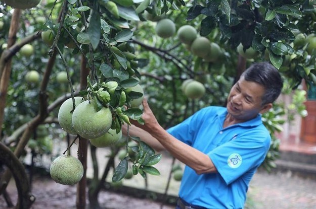Hoạt động khuyến nông tích cực phát huy hiệu quả sau khi sát nhập các trạm Hoạt động khuyến nông tích cực phát huy hiệu quả sau khi sát nhập các trạm