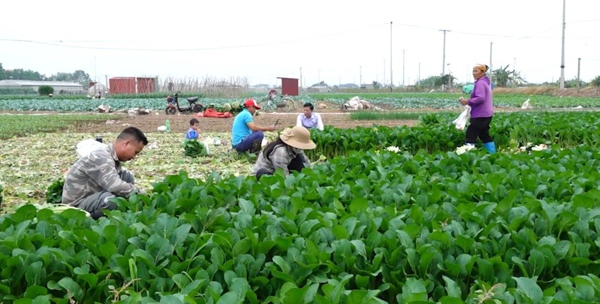 Gia Lâm: Tăng tốc, khôi phục sản xuất sau lũ