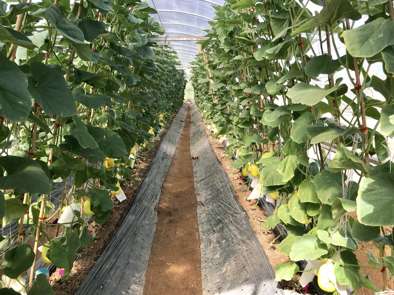 Gia Lâm: Tích cực tham gia khôi phục sản xuất sau bão lũ