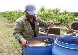 Sử dụng chế phẩm hữu cơ trong canh tác mãng cầu ở HTX Minh Trung.