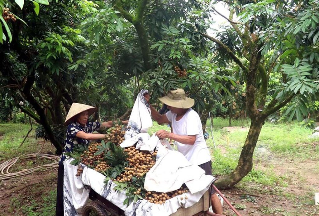 Ngọt ngào mùa nhãn quê tôi