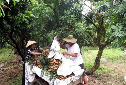 Ngọt ngào mùa nhãn quê tôi