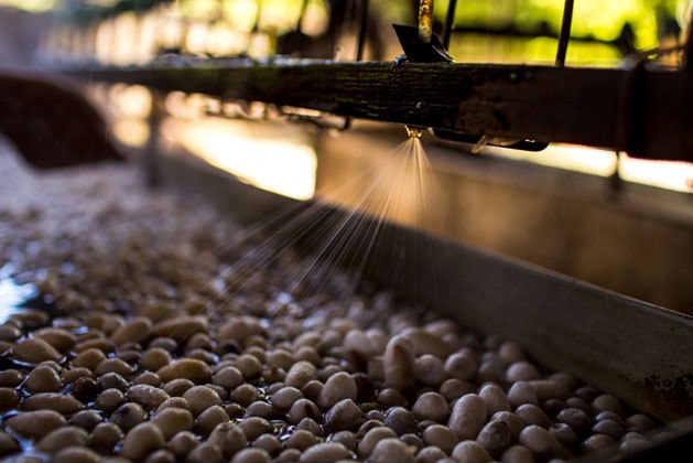 Nhọc nhằn nghề trồng dâu nuôi tằm Hồng Đô Nhọc nhằn nghề trồng dâu nuôi tằm Hồng Đô