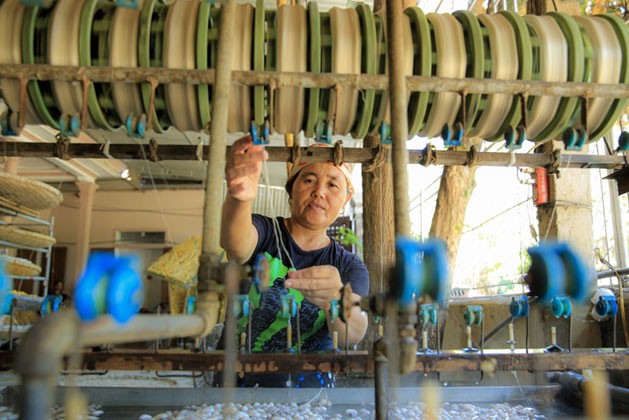 Từ khi tằm nhả tơ cho đến lúc dệt thành vải phải trải qua nhiều giai đoạn. Từ khi tằm nhả tơ cho đến lúc dệt thành vải phải trải qua nhiều giai đoạn.