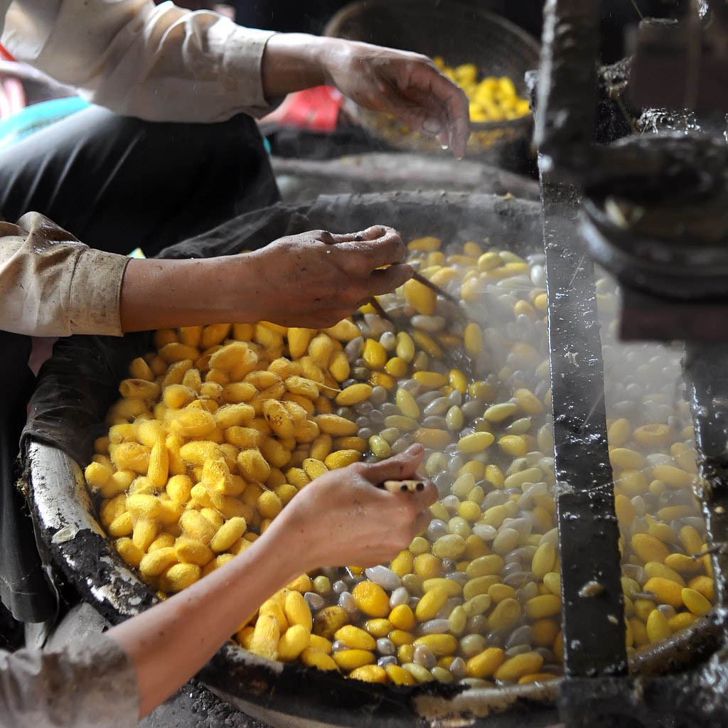 Nhọc nhằn nghề trồng dâu nuôi tằm Hồng Đô Nhọc nhằn nghề trồng dâu nuôi tằm Hồng Đô