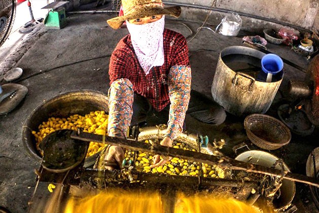 Nhọc nhằn nghề trồng dâu nuôi tằm Hồng Đô Nhọc nhằn nghề trồng dâu nuôi tằm Hồng Đô