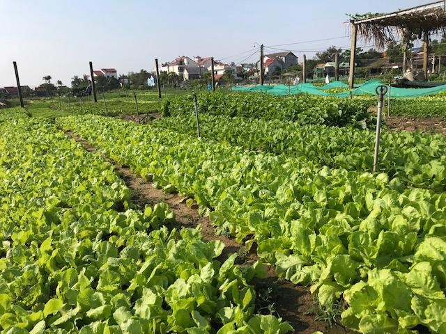 Làng rau Trà Quế-một trong những làng nghề ứng dụng công nghệ số trong việc trồng rau sạch và giới thiệu điểm đến du lịch. Làng rau Trà Quế-một trong những làng nghề ứng dụng công nghệ số trong việc trồng rau sạch và giới thiệu điểm đến du lịch.