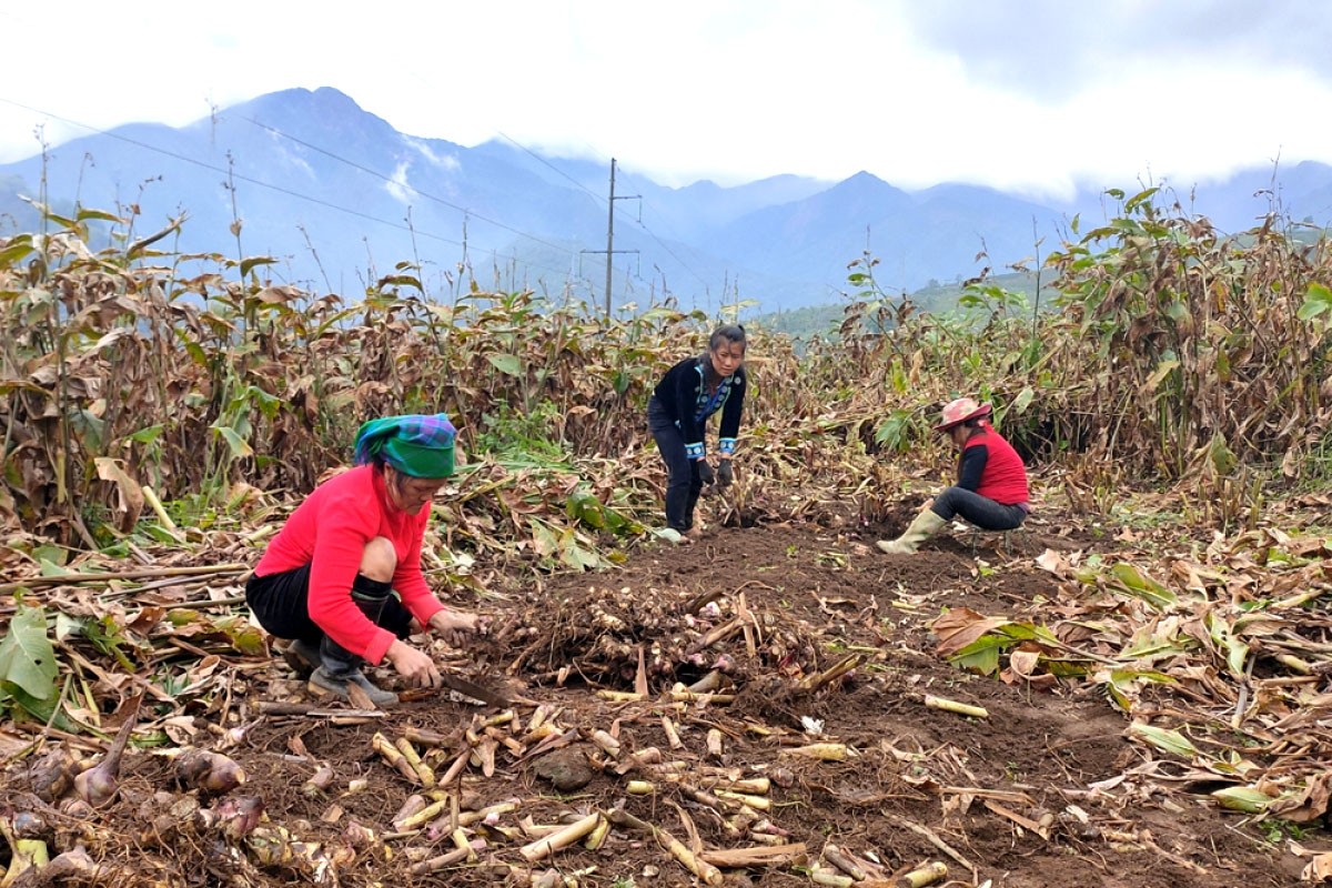 Từ những triền đồi dốc khô cằn trồng sắn, ngô trước đây, nhiều năm nay đồng bào các dân tộc huyện Tam Đường đã chuyển đổi sang trồng dong riềng. Loại cây trồng cũ mà mới này đến nay không chỉ giúp hàng trăm hộ ở địa phương thoát nghèo và còn có thu nhập khấm khá để trang trải cuộc sống. Từ những triền đồi dốc khô cằn trồng sắn, ngô trước đây, nhiều năm nay đồng bào các dân tộc huyện Tam Đường đã chuyển đổi sang trồng dong riềng. Loại cây trồng cũ mà mới này đến nay không chỉ giúp hàng trăm hộ ở địa phương thoát nghèo và còn có thu nhập khấm khá để trang trải cuộc sống.