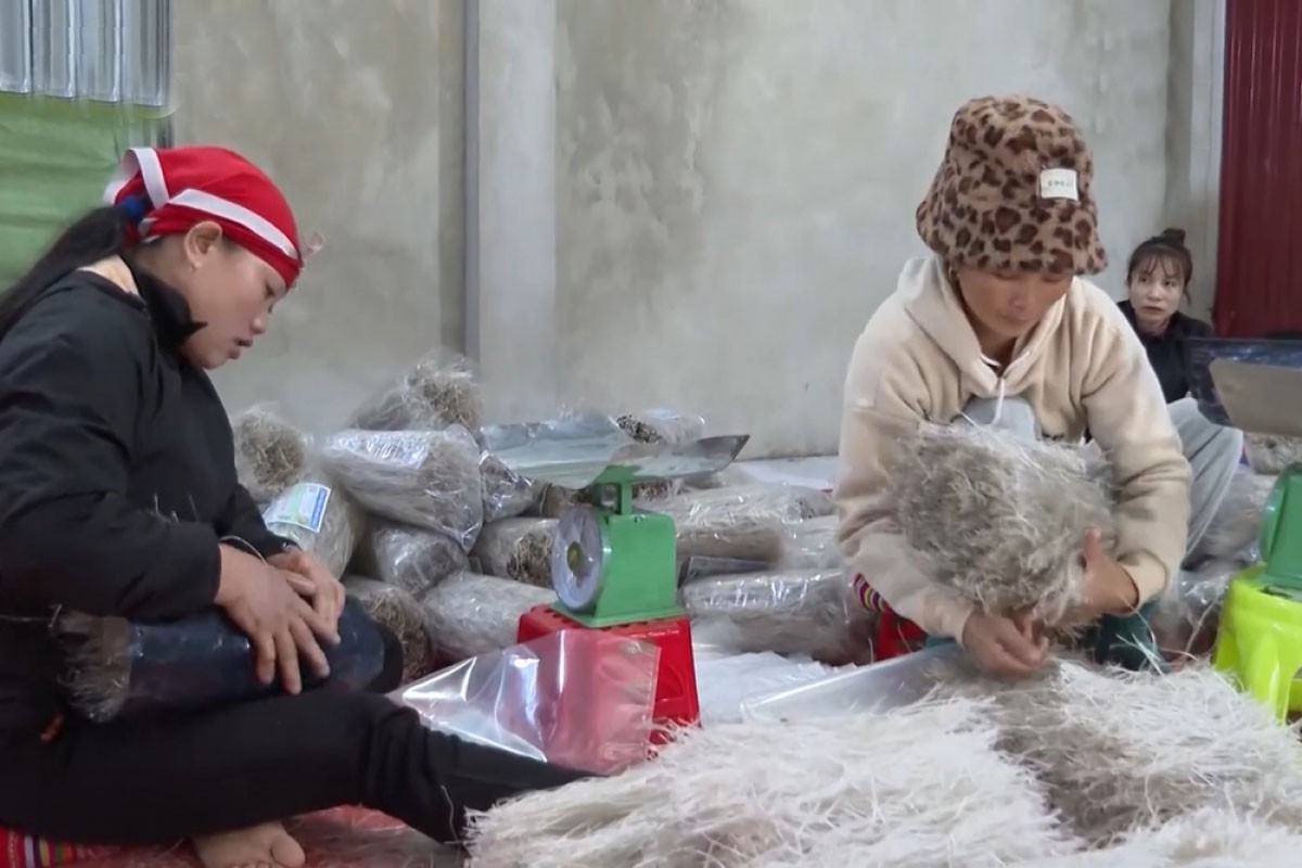 Bà con nông dân làng miến Bình Lư đóng gói sản phẩm để cất giữ, bảo quản chuẩn bị bán ra thị trường Tết. Các sản phẩm miến đều được bảo quản cẩn thận để đảm bảo chất lượng và an toàn cho người tiêu dùng. Bà con nông dân làng miến Bình Lư đóng gói sản phẩm để cất giữ, bảo quản chuẩn bị bán ra thị trường Tết. Các sản phẩm miến đều được bảo quản cẩn thận để đảm bảo chất lượng và an toàn cho người tiêu dùng.