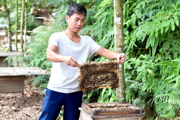   Anh Nguyễn Văn Triều ổn định cuộc sống từ nghề nuôi ong lấy mật.