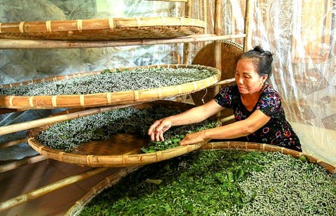 Nhọc nhằn nghề trồng dâu nuôi tằm Hồng Đô