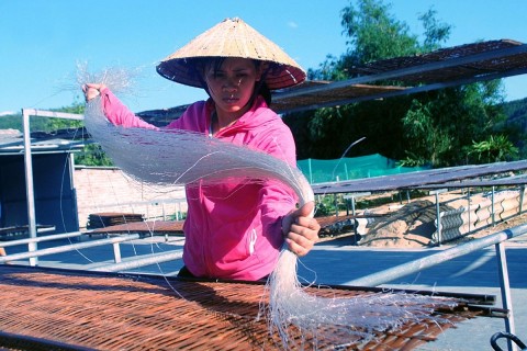 Làng miến truyền thống Bình Lư hối hả vào vụ Tết