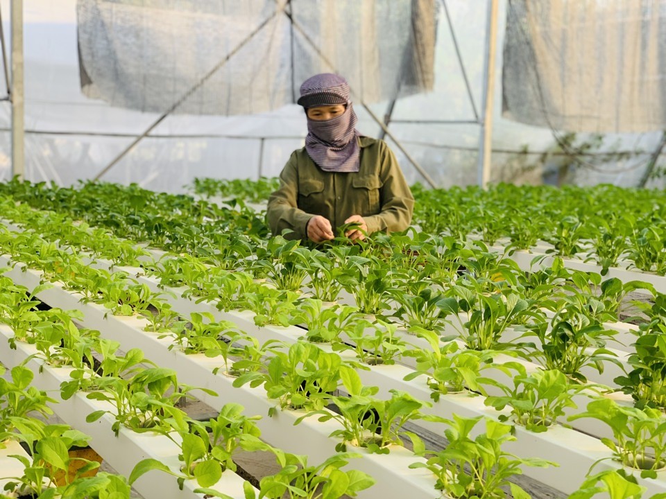 Chuỗi liên kết sản xuất, tiêu thụ rau an toàn tại xã Yên Mỹ, huyện Thanh Trì. Chuỗi liên kết sản xuất, tiêu thụ rau an toàn tại xã Yên Mỹ, huyện Thanh Trì.