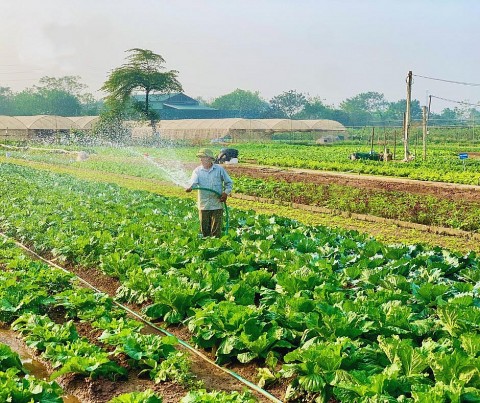 Hợp tác xã Rau quả sạch Chúc Sơn (huyện Chương Mỹ): Điển hình liên kết theo chuỗi ứng dụng công nghệ cao vào sản xuất