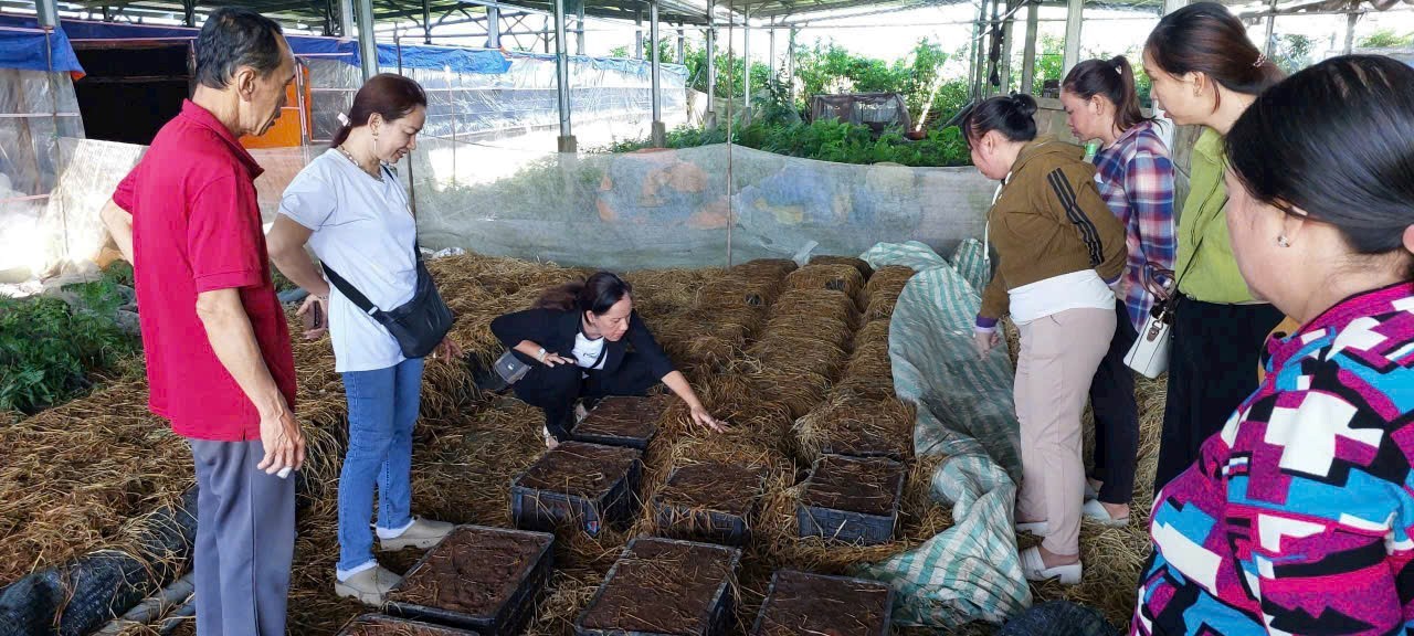 Nghề trồng nấm giải quyết thu nhập ở An Giang
