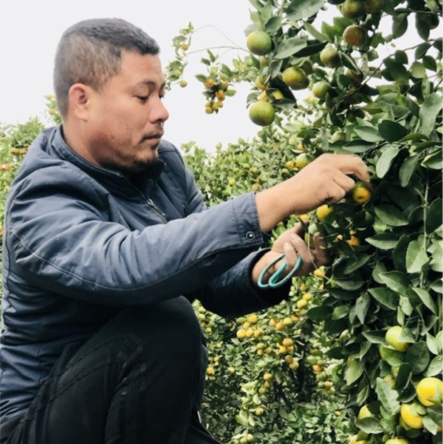 Các hộ trồng quýt cảnh ở xã Liên Nghĩa (Văn Giang) gấp rút hoàn tất công đoạn gò cành, tạo dáng thế cho cây Các hộ trồng quýt cảnh ở xã Liên Nghĩa (Văn Giang) gấp rút hoàn tất công đoạn gò cành, tạo dáng thế cho cây