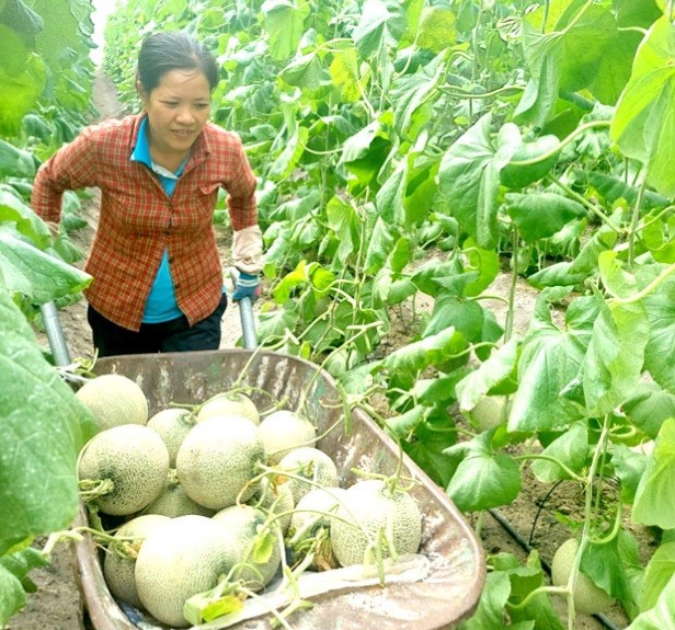 Thu hoạch dưa lưới ở Hợp tác xã nông nghiệp công nghệ cao Kim Long,  Thu hoạch dưa lưới ở Hợp tác xã nông nghiệp công nghệ cao Kim Long,