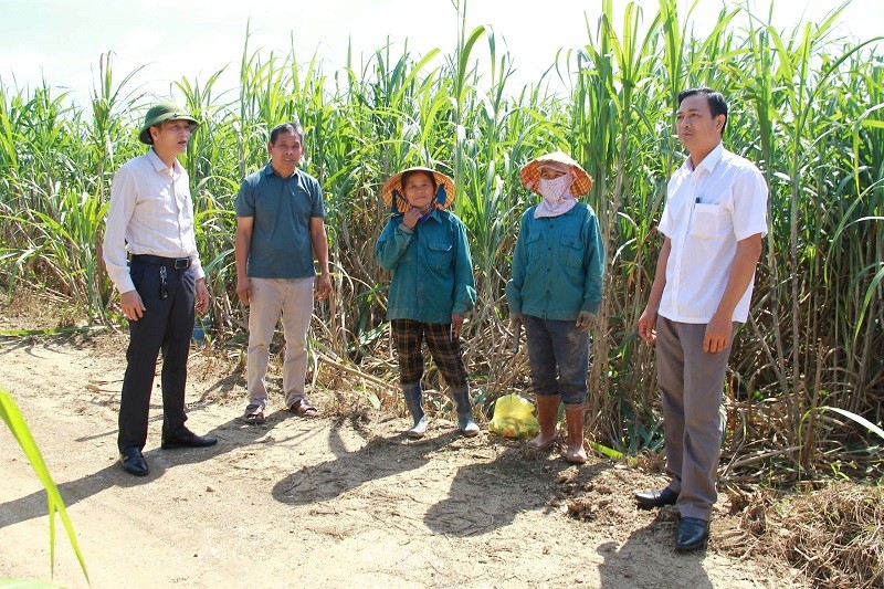 Lãnh đạo phòng Nông nghiệp và phát triển nông thôn huyện Thạch Thành, xã Thành Vinh thăm  bà con nông dân trồng mía xã Thành Vinh. Lãnh đạo phòng Nông nghiệp và phát triển nông thôn huyện Thạch Thành, xã Thành Vinh thăm  bà con nông dân trồng mía xã Thành Vinh.