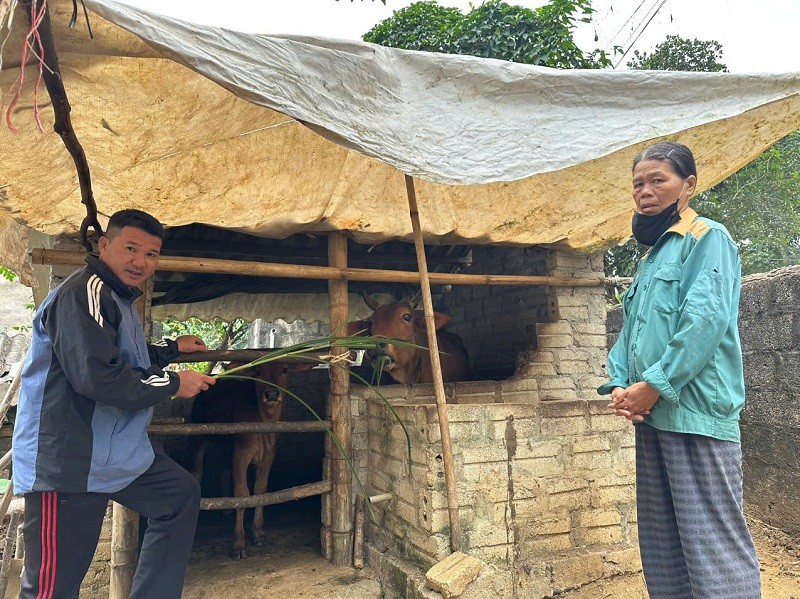 Bà Bùi Thị Sáu  - Thôn Đồng Ngư, xã Thành An thuộc diện khó khăn, được hỗ trợ bò giống sinh sản, góp phần cải thiện đời sống, nỗ lực thoát nghèo Bà Bùi Thị Sáu  - Thôn Đồng Ngư, xã Thành An thuộc diện khó khăn, được hỗ trợ bò giống sinh sản, góp phần cải thiện đời sống, nỗ lực thoát nghèo