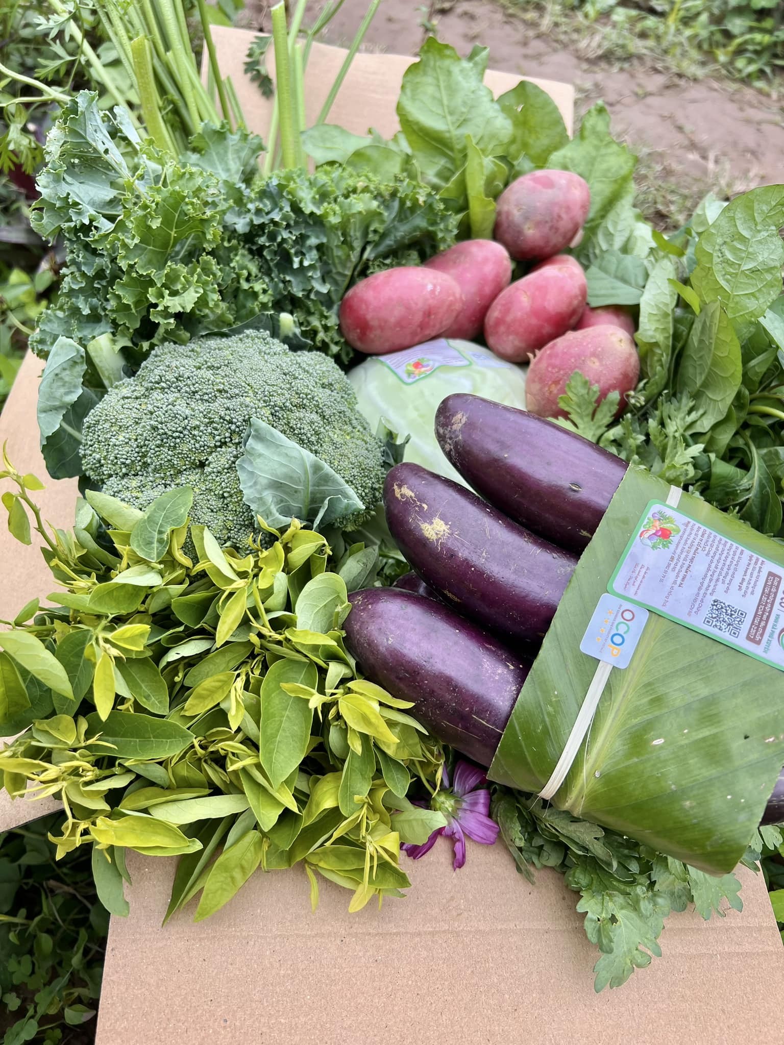 Vinh Hà (Phú Xuyên): Duy trì và phát triển chuỗi liên kết rau an toàn chất lượng cao