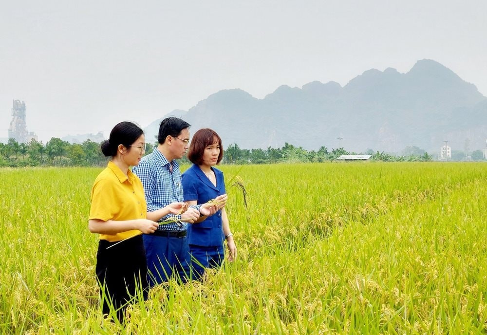 Vùng trồng lúa của Hợp tác xã Nông nghiệp hữu cơ Nam Phương Tiến (huyện Chương Mỹ). Vùng trồng lúa của Hợp tác xã Nông nghiệp hữu cơ Nam Phương Tiến (huyện Chương Mỹ).