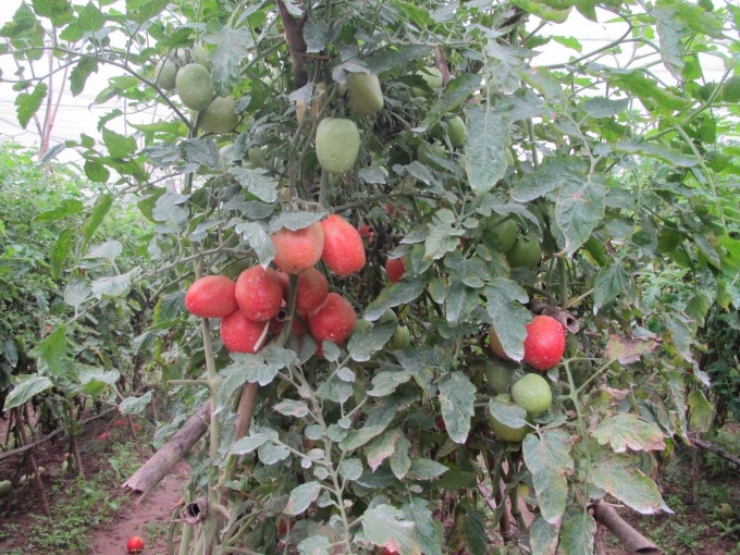 HTX Hòa Bình phát triển sản xuất rau an toàn theo chuỗi HTX Hòa Bình phát triển sản xuất rau an toàn theo chuỗi