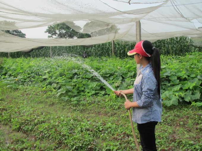 HTX Hòa Bình phát triển sản xuất rau an toàn theo chuỗi HTX Hòa Bình phát triển sản xuất rau an toàn theo chuỗi