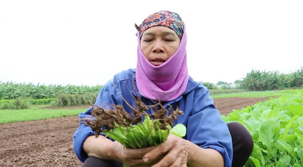 Vinh Hà (Phú Xuyên): Duy trì và phát triển chuỗi liên kết rau an toàn chất lượng cao