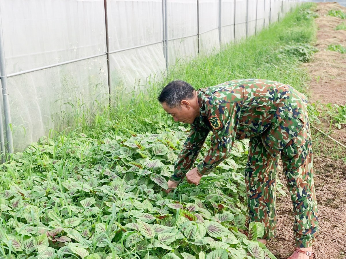 HTX Dịch Vụ tổng hợp Hòa Bình HTX Dịch Vụ tổng hợp Hòa Bình