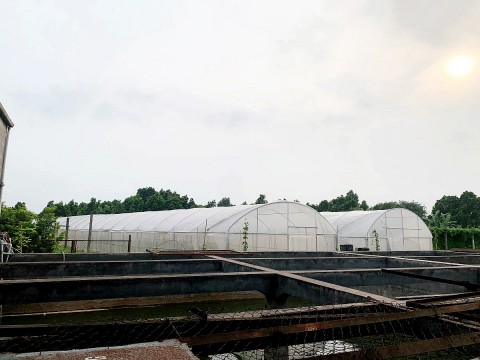 HTX Dịch vụ tổng hợp Hòa Bình phát triển sản xuất rau an toàn theo chuỗi