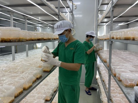HTX Nông nghiệp dược liệu Kovi thành công với mô hình nuôi cấy đông trùng hạ thảo