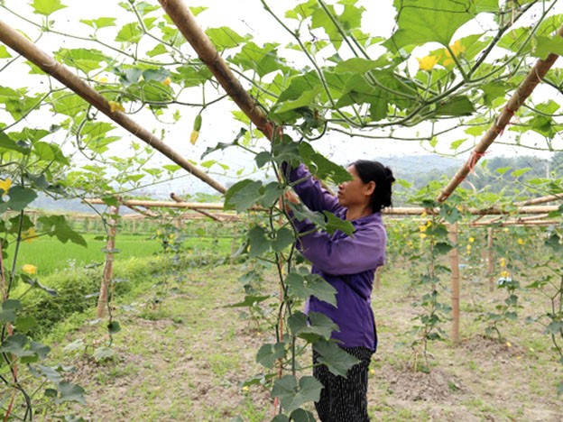 Bí xanh thơm, một trong những sản phẩm chủ lực của huyện. 
